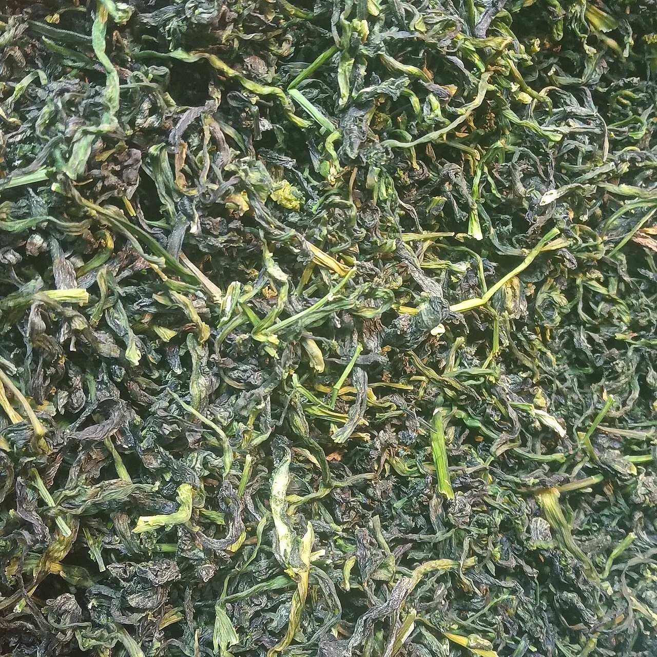 深绿近黑的橄榄菜，叶状、油亮